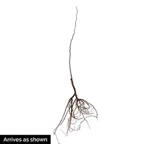 290x290 The Rising Sun Redbud At Spring Hill Nurseries