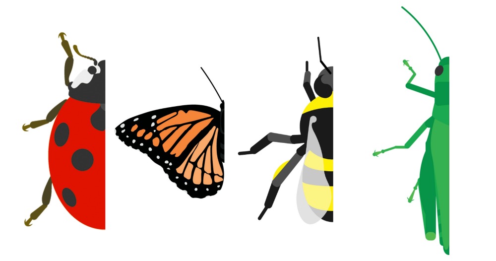 1000x526 Draw The Missing Half Insects Adventure In A Box