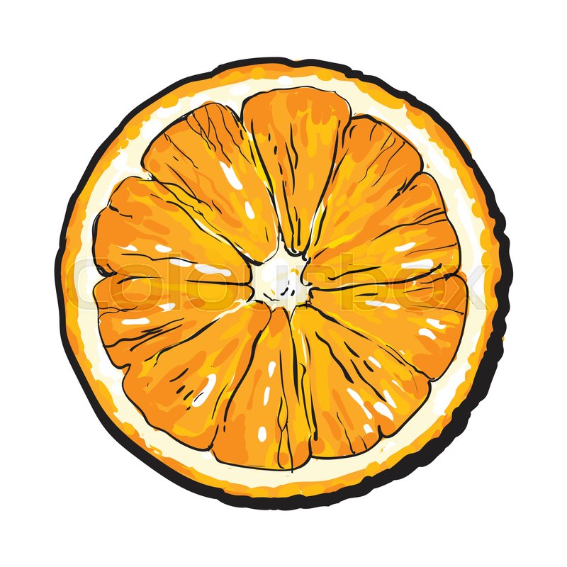 800x800 Orange Cut In Half, Top View, Sketch Stock Vector Colourbox