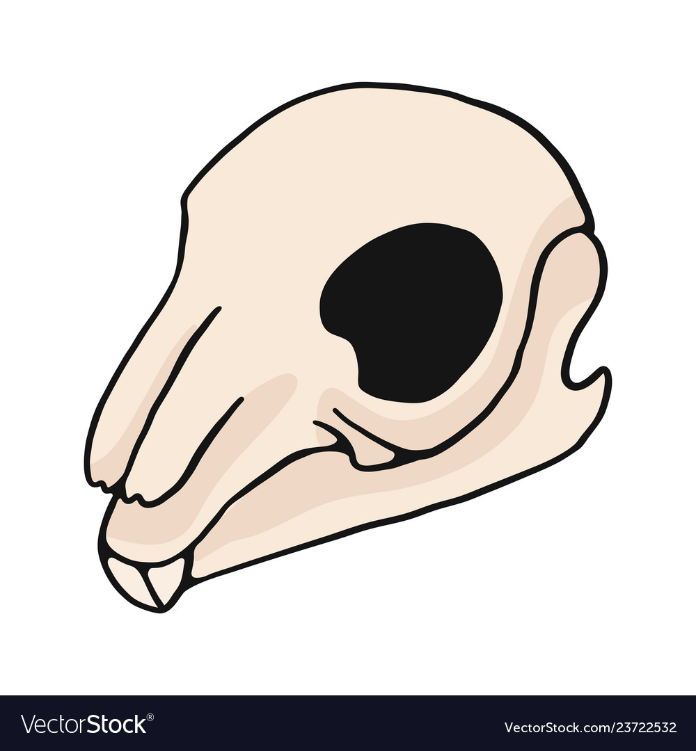 1000x1080 Huge Collection Of 'rabbit Skull Drawing' Download More Than