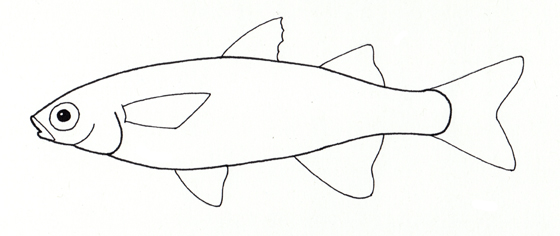 560x236 Left Facing Fish The Life Artistic