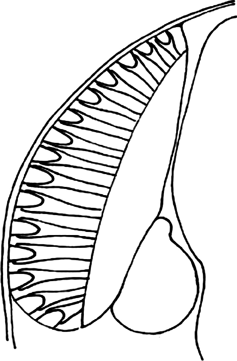 464x705 Schematic Drawing Of The Eye Of Artemia Salina