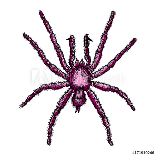 500x500 Spider Hand Drawn, Isolated On White For Halloween Decoration