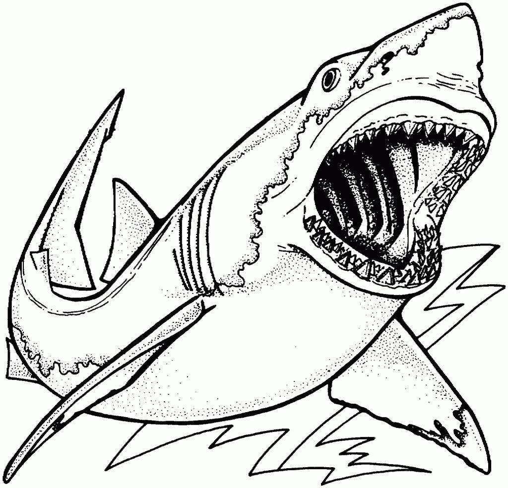 1024x984 Sharks Coloring Pages Hammerhead Shark Line Drawing