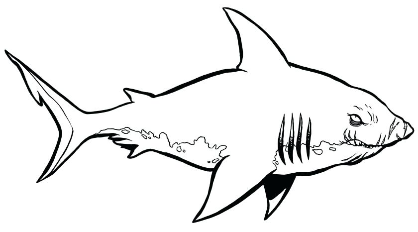 840x466 pictures of sharks to color shark pictures to color pictures