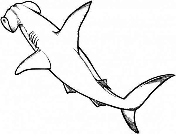 600x457 A Drawing Of Hammerhead Shark From The Top Coloring