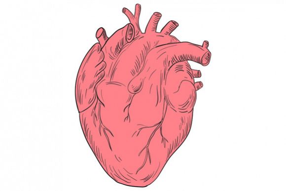 580x387 Human Heart Anatomy Drawing