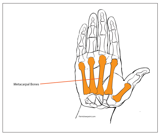 566x479 Paint Draw Paint, Learn To Draw Anatomy Basics Metacarpals