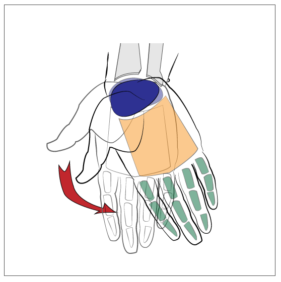 558x561 paint draw paint, learn to draw anatomy basics skeletal anatomy