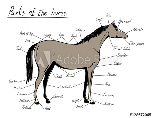500x385 Parts Of Horse Equine Anatomy Equestrian Scheme With Text Hand