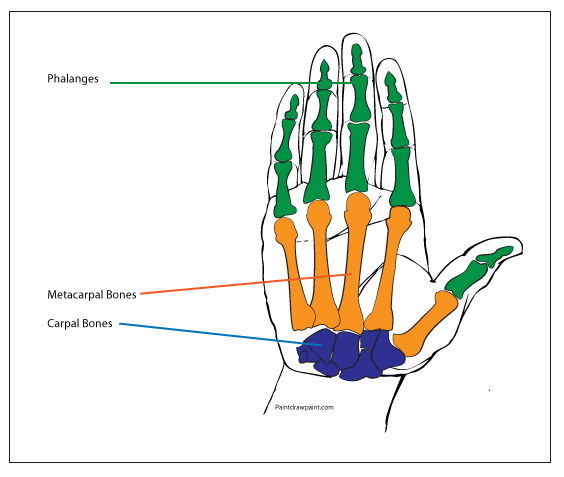 564x477 Collection Of Free Drawing Beginners Hand Download On Ui Ex