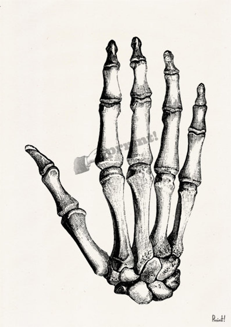 794x1124 Hand Bones Anatomic Study Anatomy Art Anatomical Art Wall Etsy