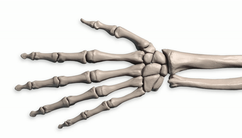 500x286 How To Draw Hand Bones