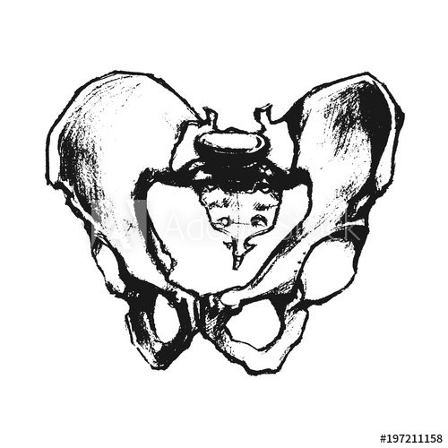 500x500 Human Pelvic Bones, Hand Drawn Illustration Ink Sketch Style
