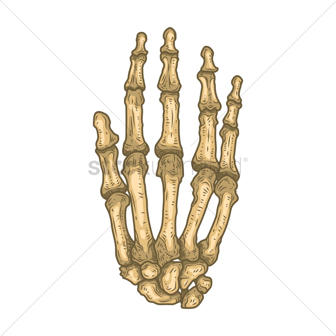 1300x1300 Bones Of Human Hand Vector Image
