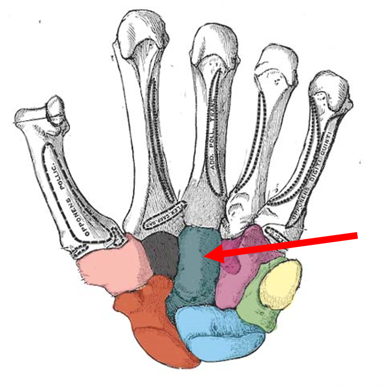 758x750 Bones Of The Hand