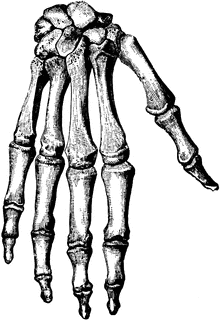 220x320 Bones Of The Hand Clipart Etc