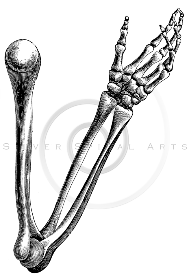 661x960 Collection Of Free Bones Drawing Arm Download On Ui Ex