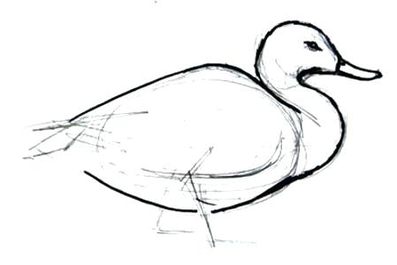 449x300 Drawing A Duck Drawing The Feet Drawing Duck With Hand