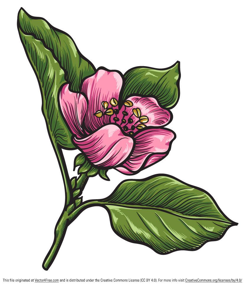 829x969 Free Hand Drawn Qunice Vector Flower Gift Vector