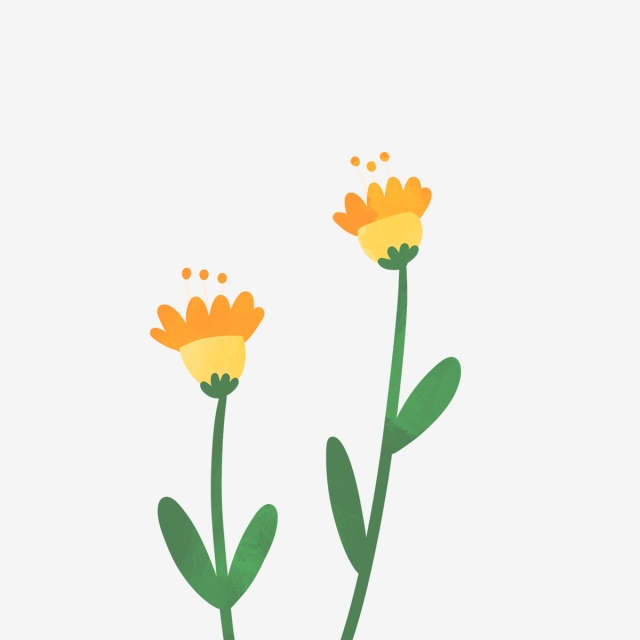 640x640 Hand Drawn Two Beautiful Flowers, Drawing, Nature, Spring Png