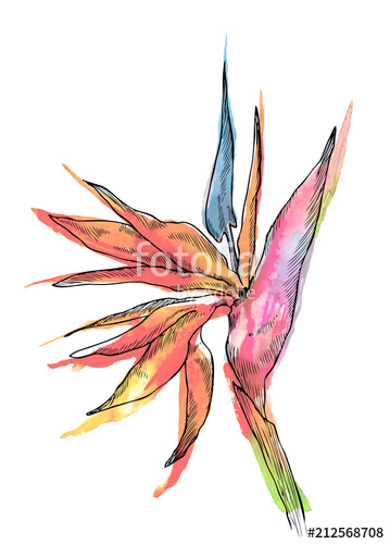 359x500 Exotic Flower Of Strelitzia Tropical Plant Watercolor Hand Drawn