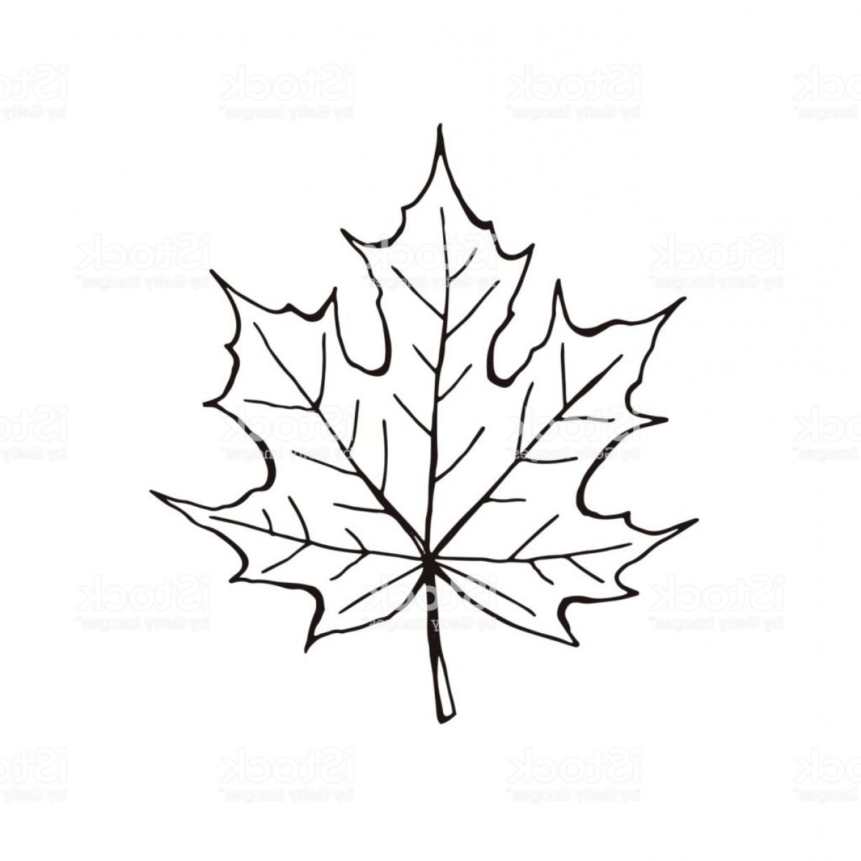 1228x1228 Hand Drawn Maple Leaf Outline Maple Leaf In Line Art Style