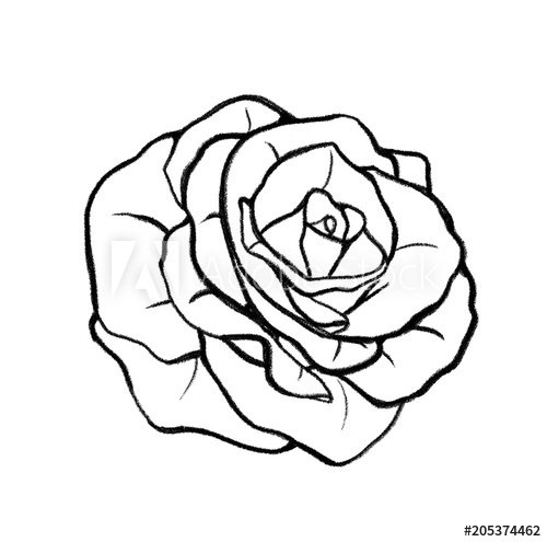 500x495 Hand Drawn Rose Illustration Outline Drawing Sketch For Coloring