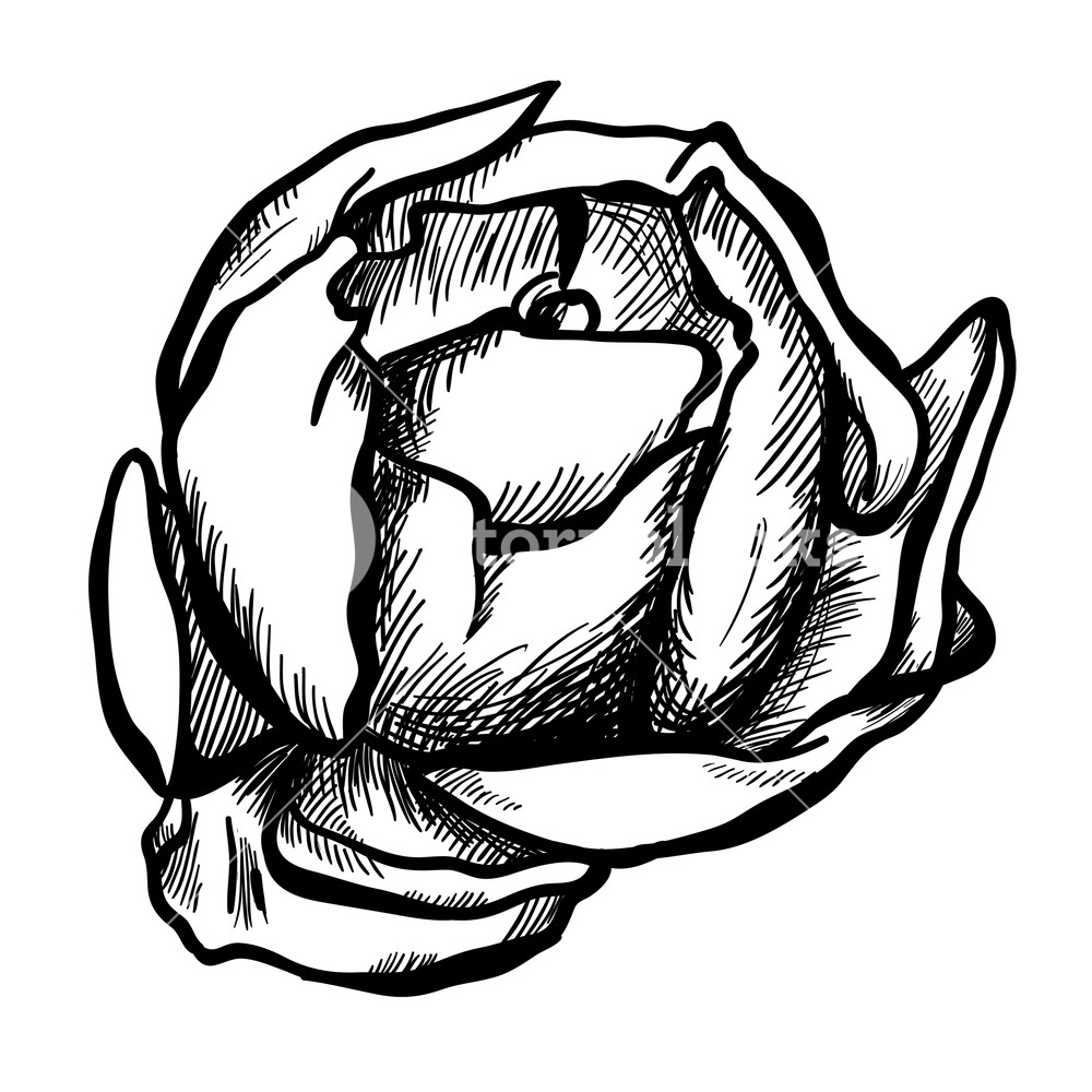 1000x1000 Illustration Of Highly Detailed Hand Drawn Rose Isolated On White
