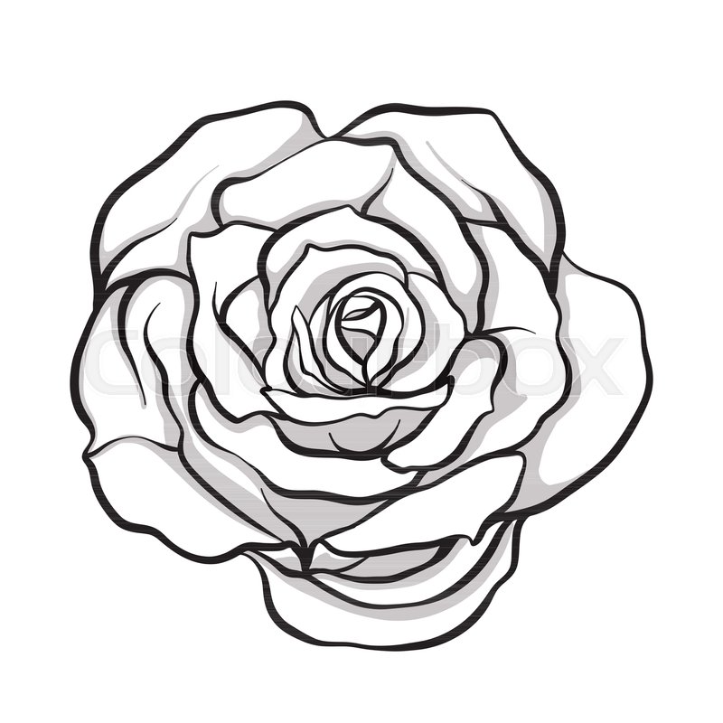 800x800 Rose Flower Isolated Outline Hand Stock Vector Colourbox