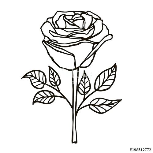 500x500 A Drawn Rose Drawn Flower Petals
