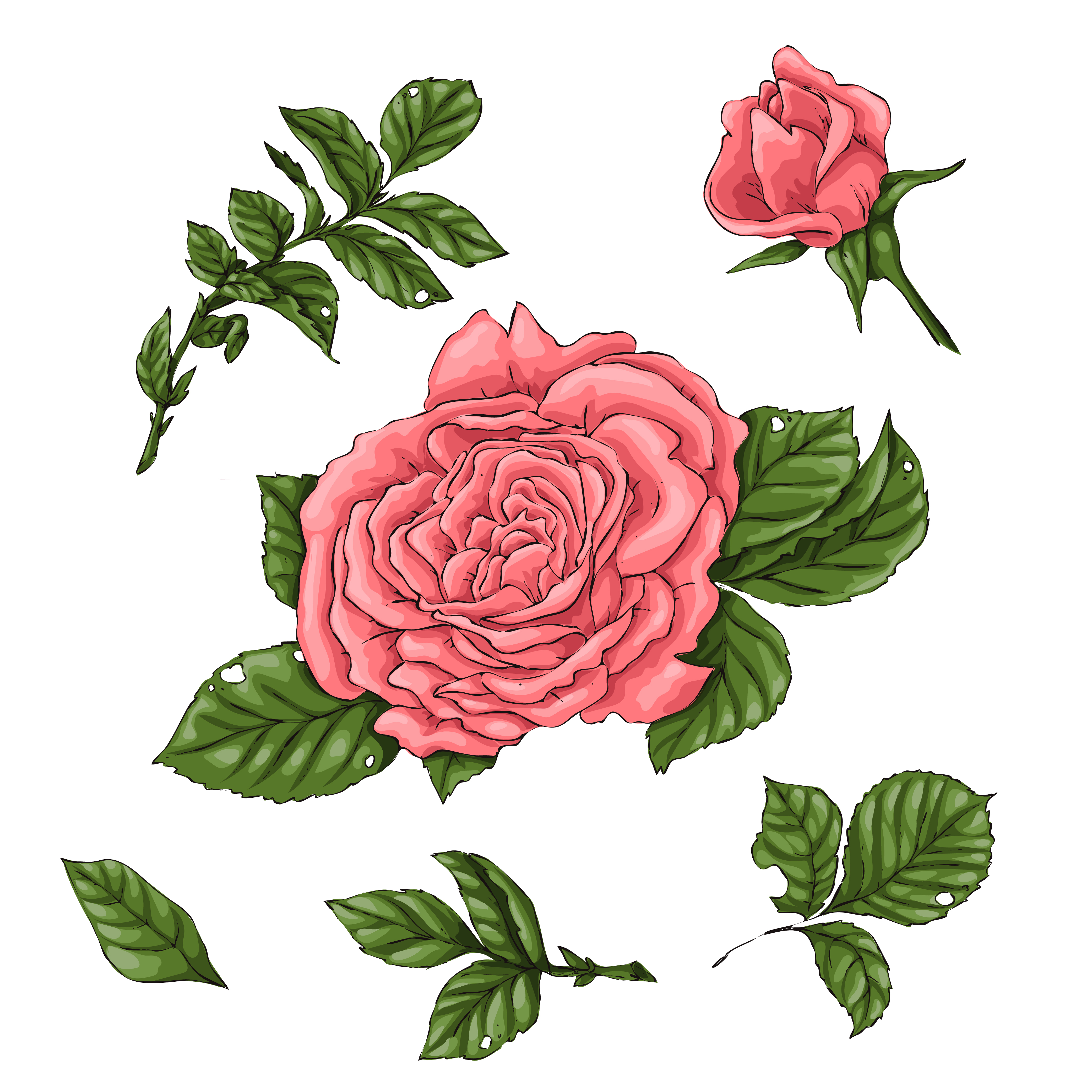 4167x4167 Set Coral Roses Hand Drawing Vector Illustration