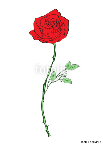 356x500 Deep Red, Ruby Rose Flower With Green Leaves, Sketch Style Vector