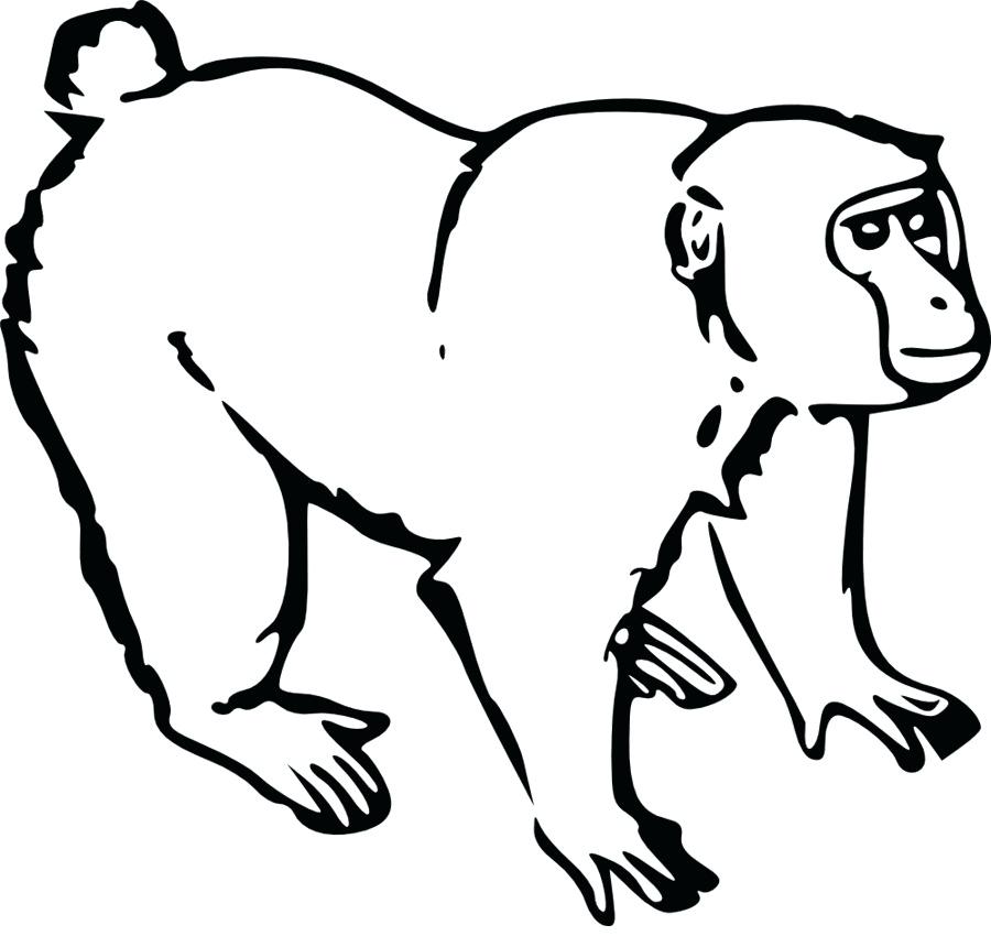 900x860 Chimpanzee Drawing Vector Hand Drawn Illustration Of A Monkey