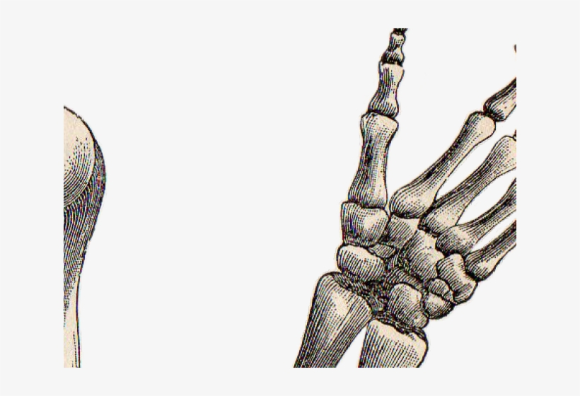 820x560 Drawn Hand Gesture Skeleton Hand