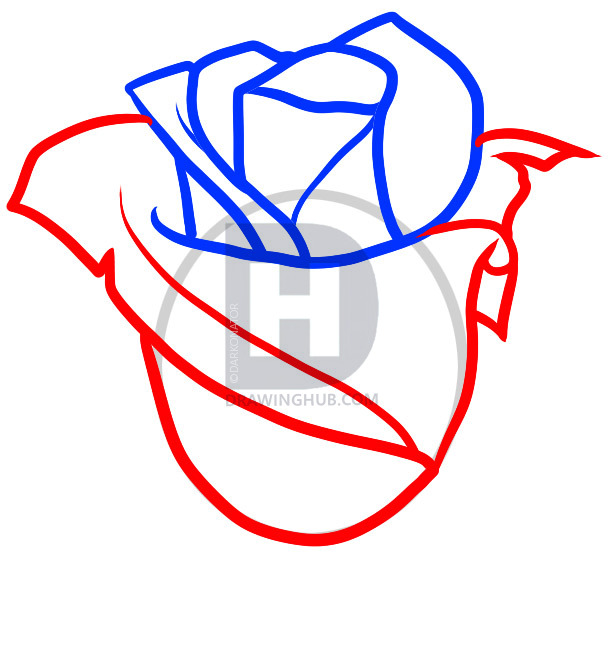 612x650 How To Draw A Bloody Rose, Step