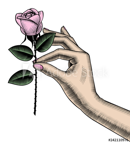 457x500 Woman's Hand Holding A White Rose Retro Style Valentine Greeting