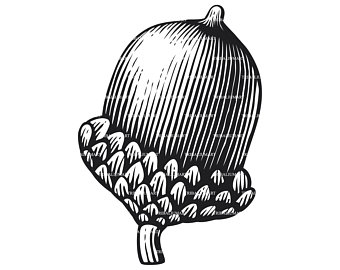 340x270 Hand Drawn Oak Tree Etsy