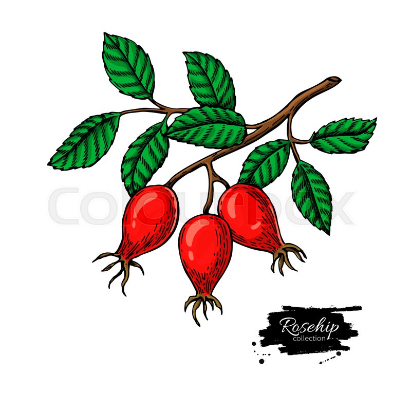 800x800 Rosehip Vector Drawing Isolated Berry Stock Vector Colourbox