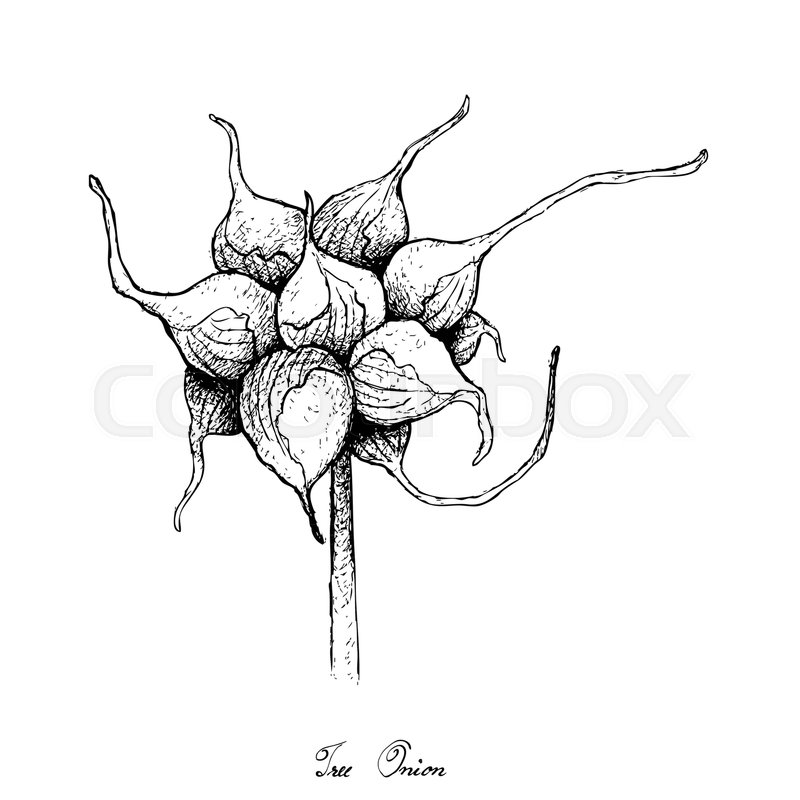 800x800 Bulb Vegetable, Illustration Hand Stock Vector Colourbox
