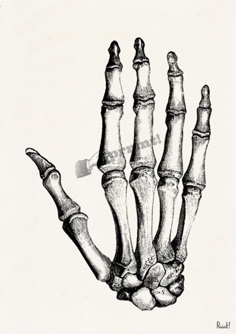 794x1124 Hand Bones Anatomic Study Anatomy Art Anatomical Art Wall Etsy