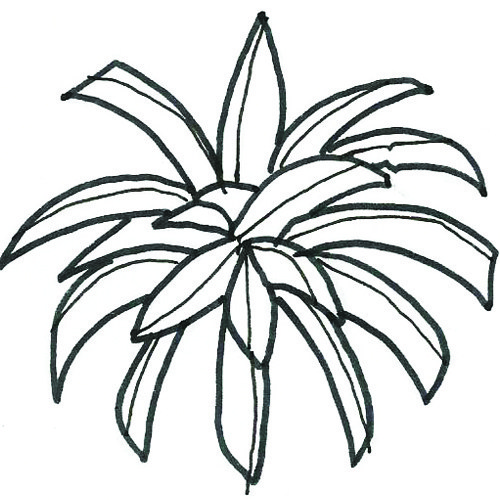 500x500 Drawing Vegetation Hand Drawn Texture Trees In Plan Archilibs