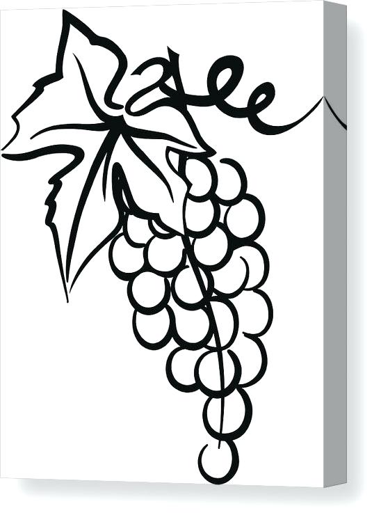 548x750 grapes drawing how to draw grapes grapes drawing step