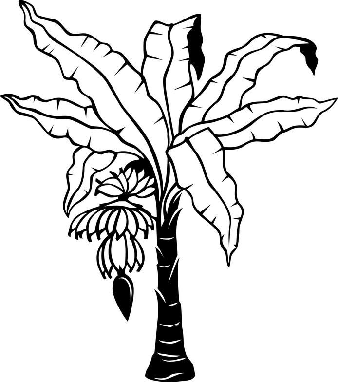 694x784 Banana Tree Drawing