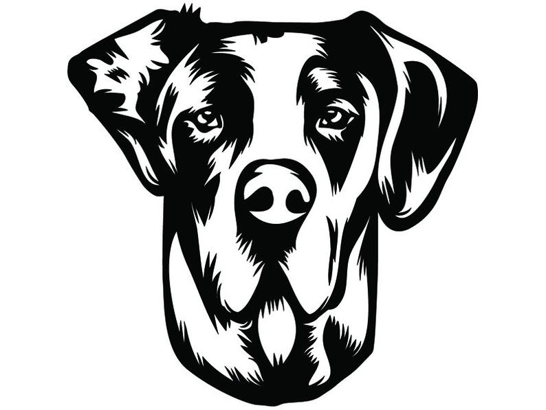 794x597 great dane happy dog breed champion pedigree canine etsy