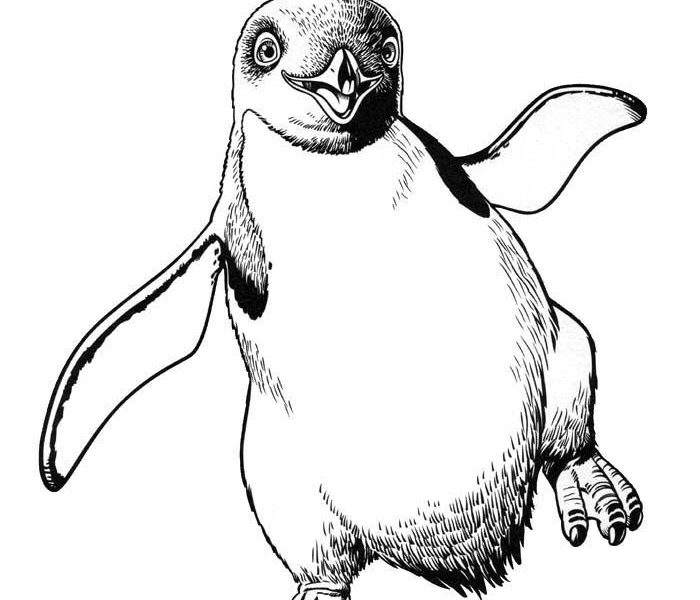 700x600 Happy Feet Coloring