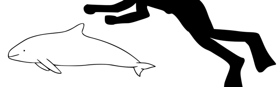 899x281 download harbor porpoise drawing clipart toothed whale harbour