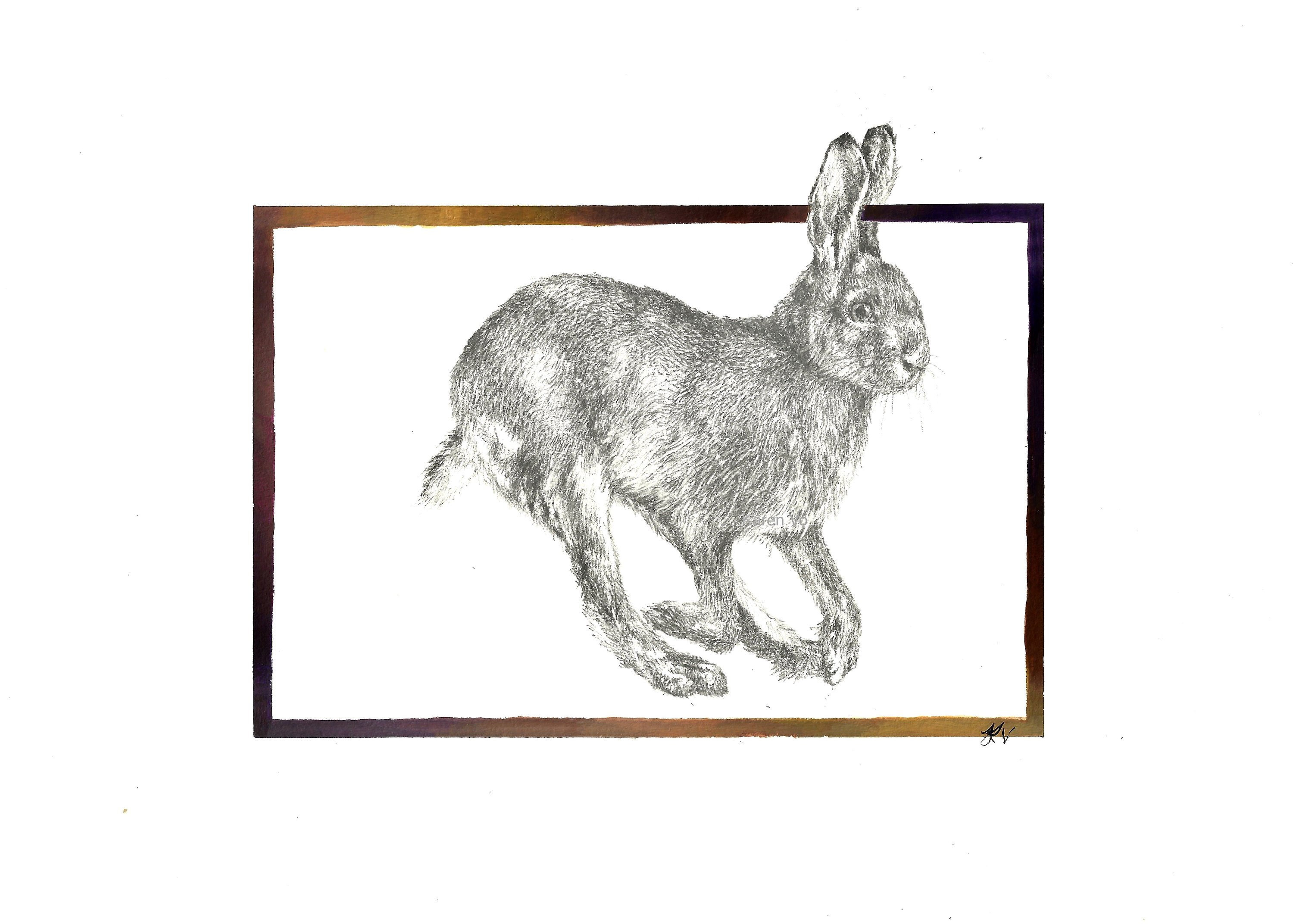3000x2144 European Hare Drawing Original Etsy