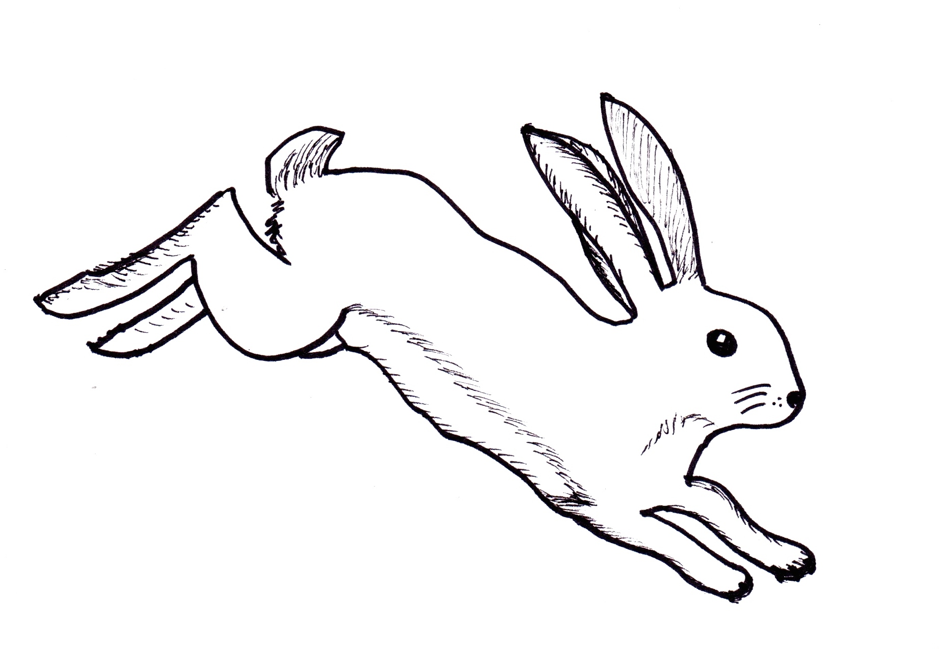 1843x1275 Turtle Drawing Hare For Free Download