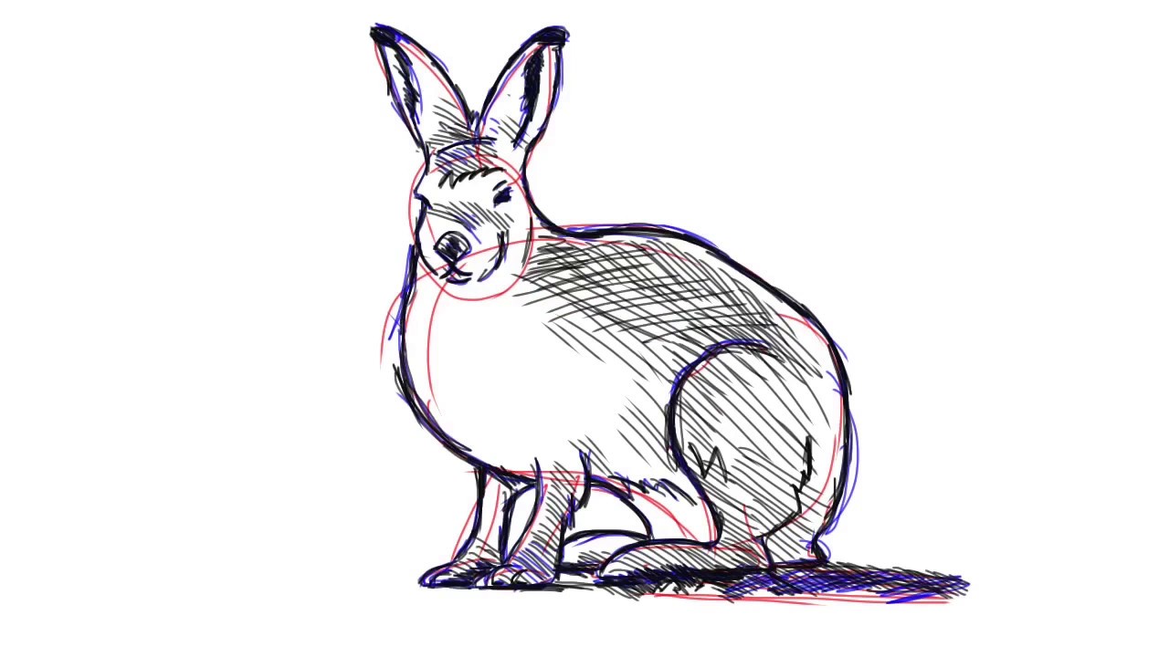 1280x720 how to draw an artic hare